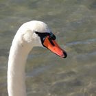 "Wenn ein Schwan singt, dann schweigen die Tiere."