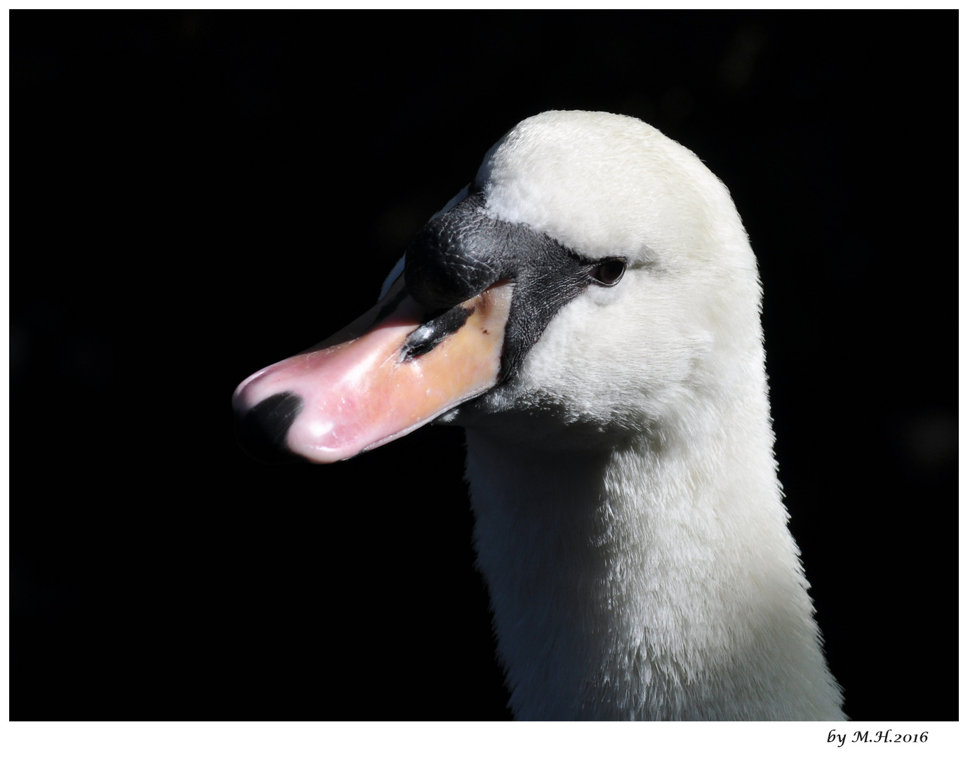 Wenn ein Schwan singt...schweigen die Tiere...