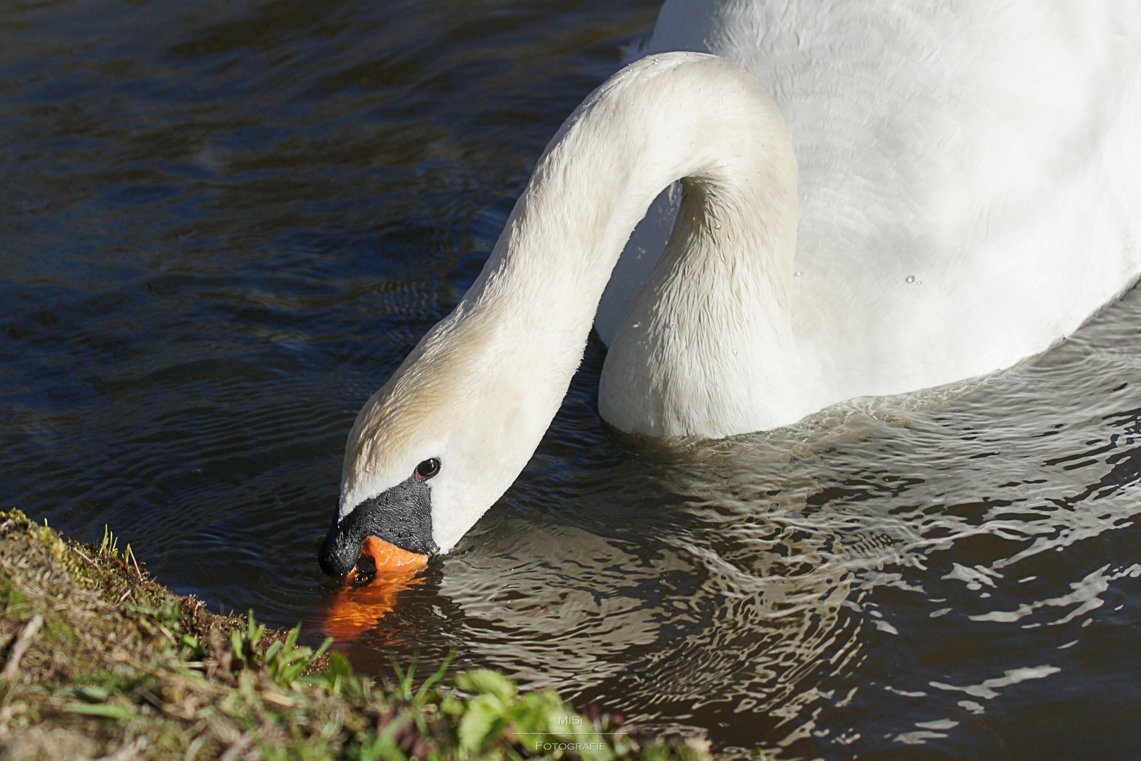 ...wenn ein Schwan trinkt, lauschen die Tiere (oder so ähnlich)