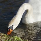 ...wenn ein Schwan trinkt, lauschen die Tiere (oder so ähnlich)