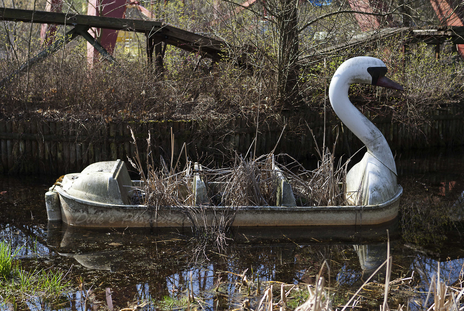 wenn ein Schwan weint