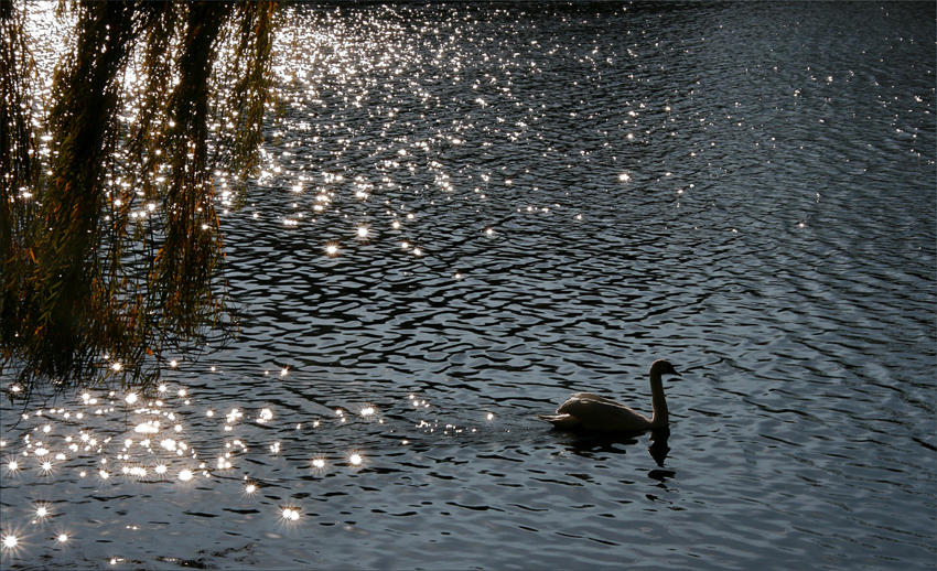 Wenn ein Schwan zieht.......