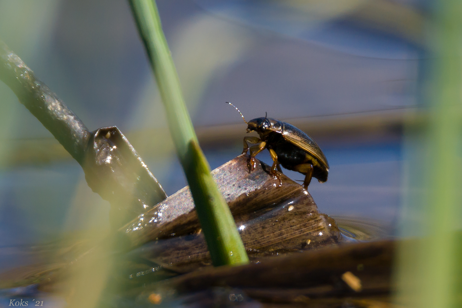 Wenn ein Wasserkäfer ...