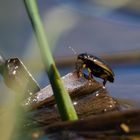 Wenn ein Wasserkäfer ...