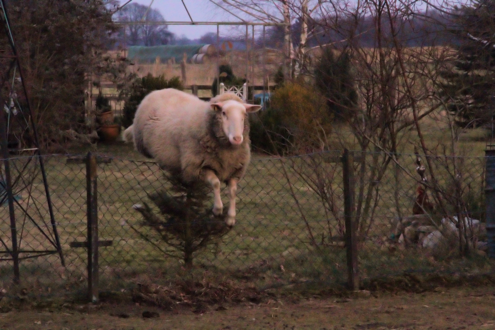 Wenn ein wolliges Schaf davon träumt...