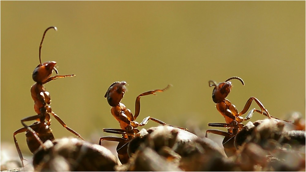 Wenn eine Ameise Männchen macht...
