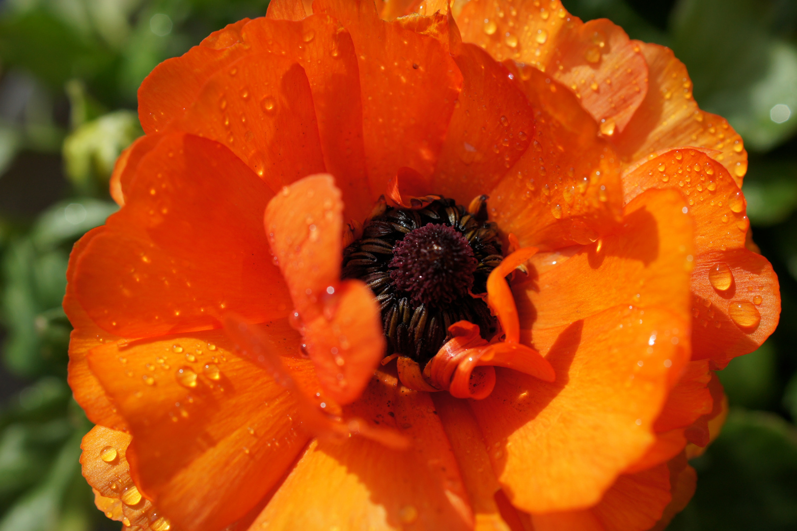 Wenn eine Blume ihr Herz öffnet.