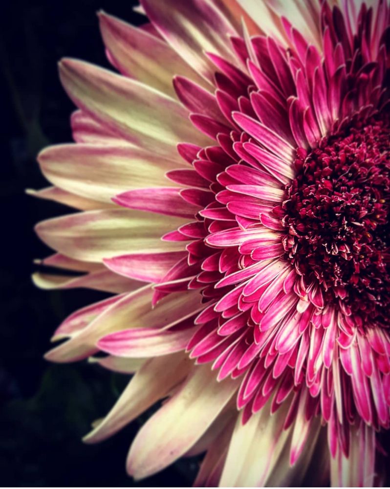 Wenn eine Blume nicht bl ht ndert man ihre Umgebung Wenn eine Blume nicht bl ht ndert man ihre Umgebung
