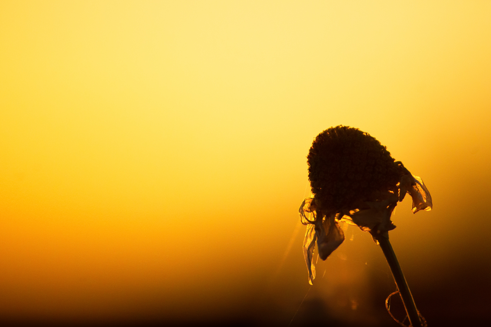 Wenn eine Blume still verblüht