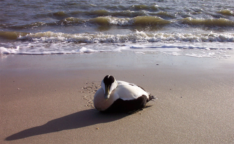 Wenn eine Ente faul am Strand liegt....
