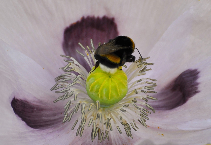 Wenn eine Hummel eine Mohnblüte besucht....