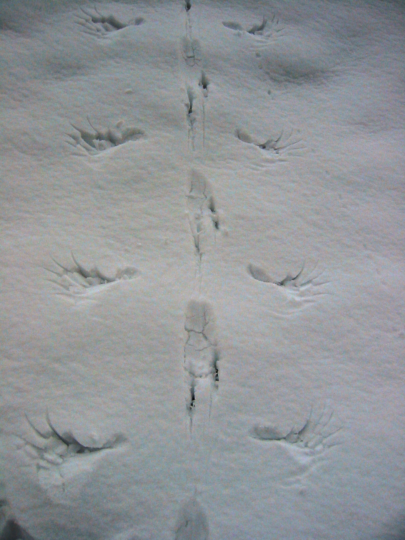 Wenn eine Krähe im Schnee zum Abflug startet