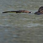 Wenn einem das Wasser bis zum Hals steht, muss das nicht immer negativ sein.