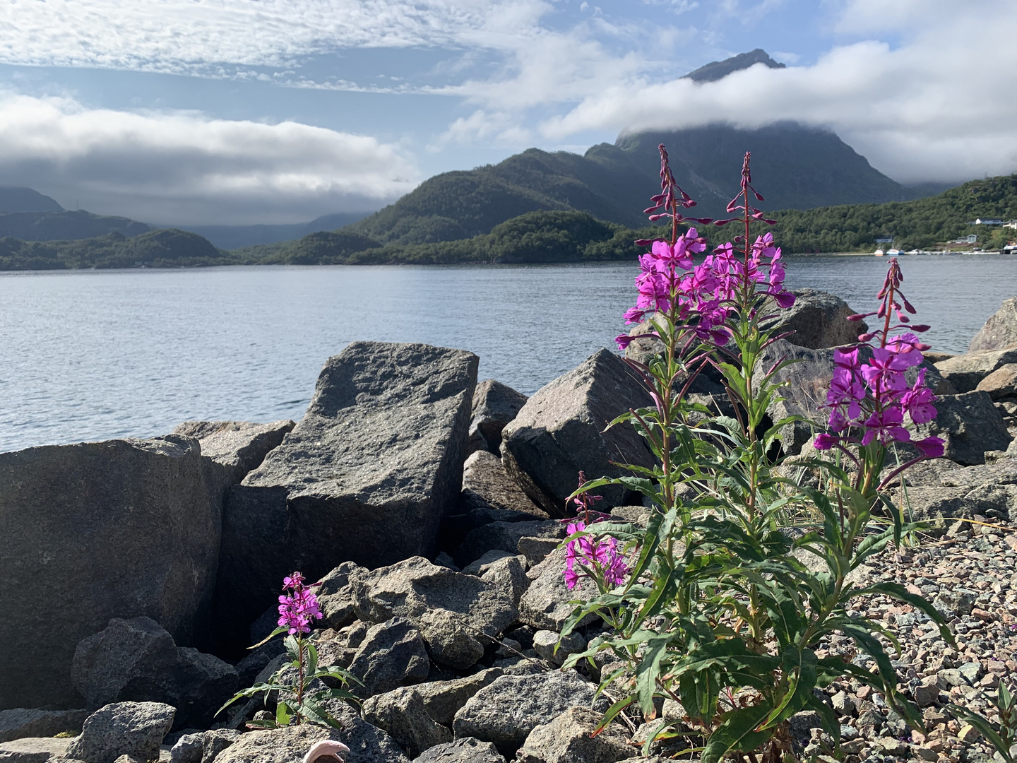 Wenn einen eine Pflanzenenart fast überall in Norwegen begleitet...