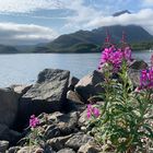 Wenn einen eine Pflanzenenart fast überall in Norwegen begleitet...