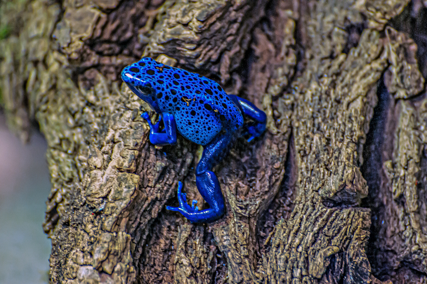 Wenn einer, der mit Mühe kaum.... Foto & Bild blau, natur, tiere Bilder auf