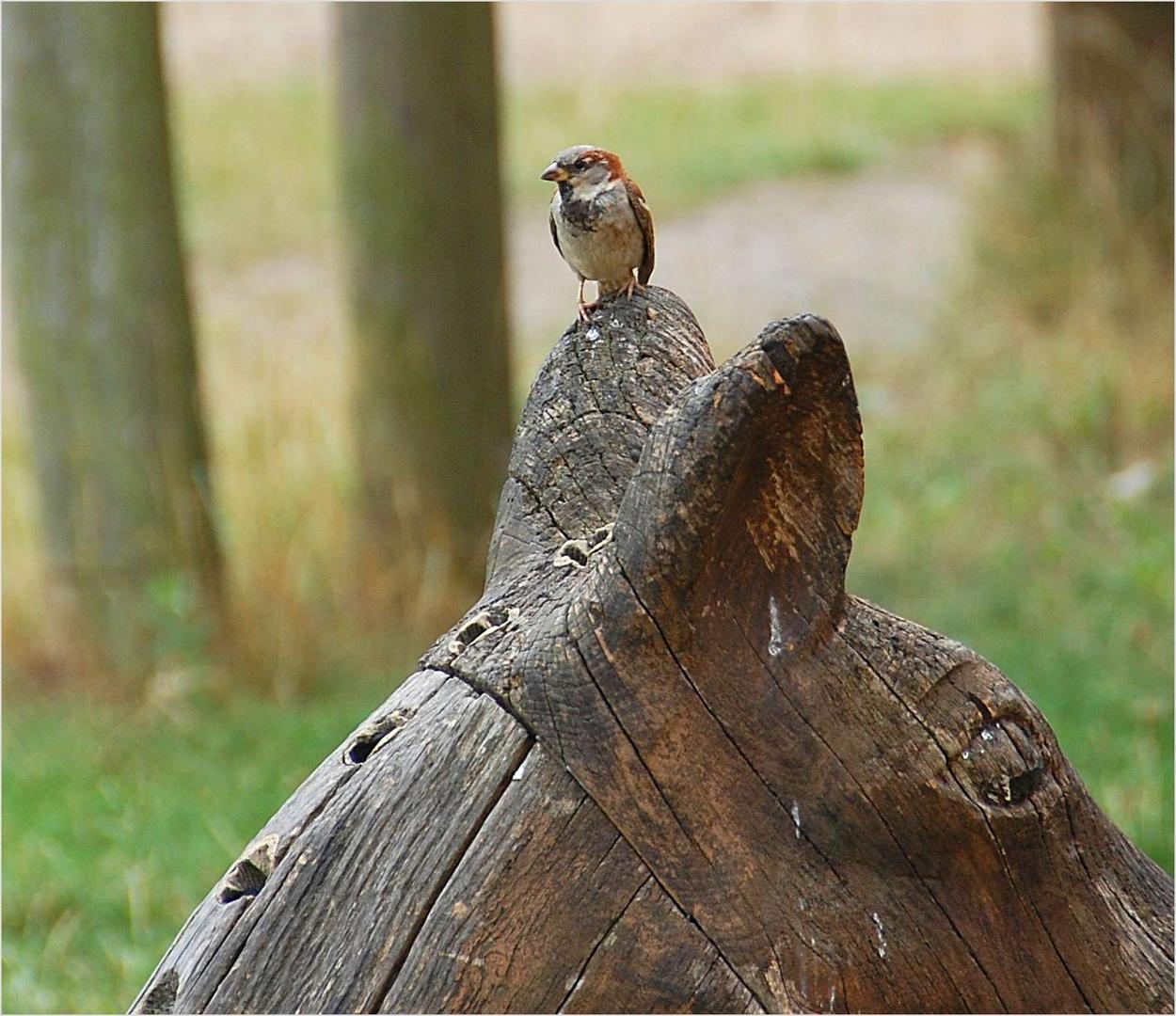 Wenn einer einen Vogel hat -