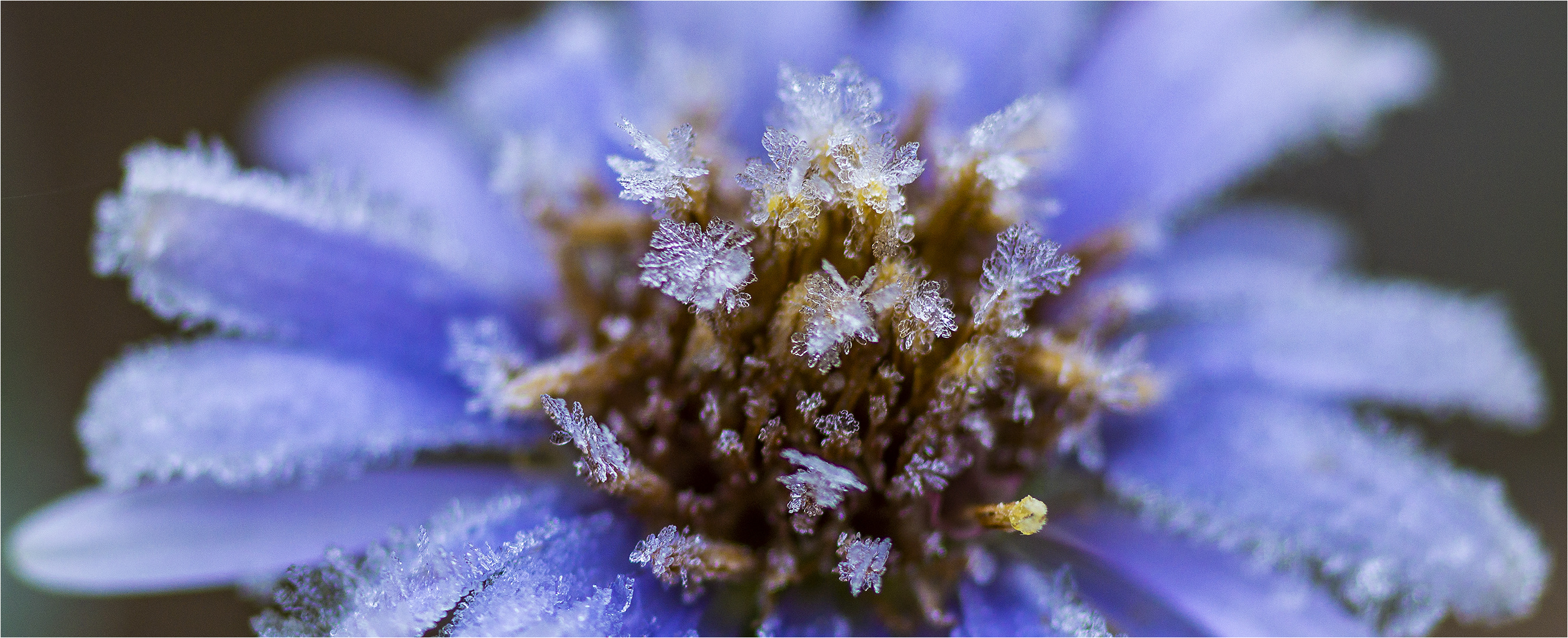 ... Wenn Eisblumen unverblümt das Erbe antreten ...