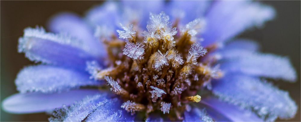 ... Wenn Eisblumen unverblümt das Erbe antreten ...