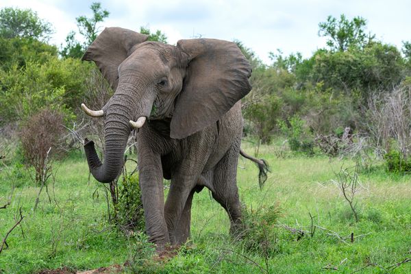 Wenn Elefanten drohen 