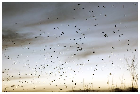 -] Wenn Engel hassen [-