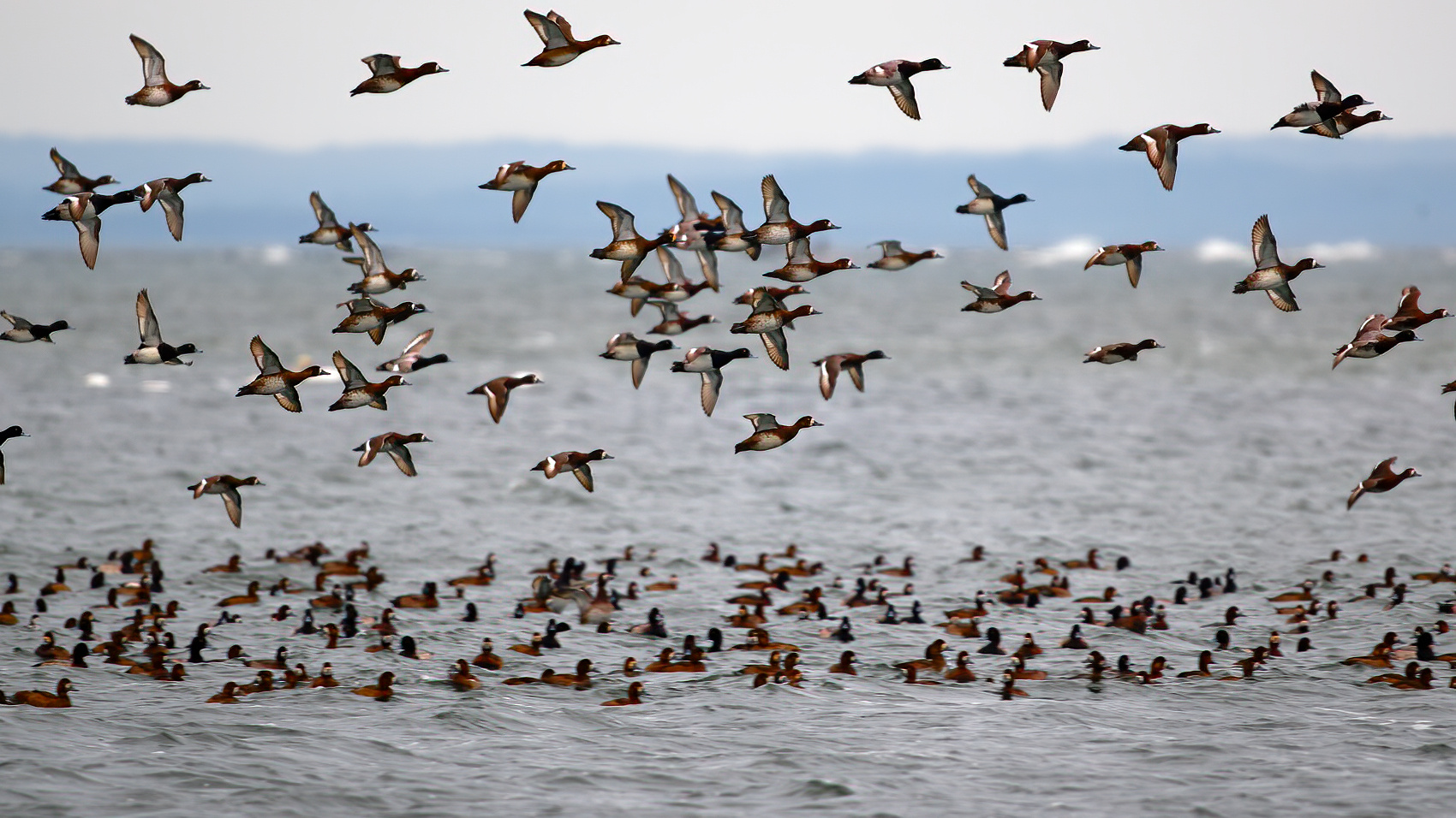 Wenn Enten fliegen...