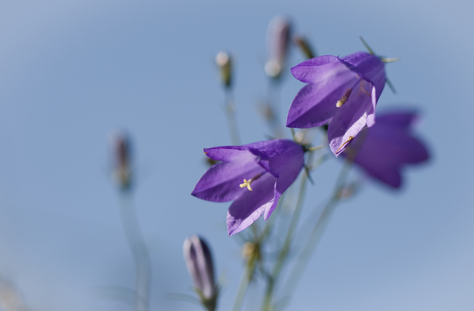 wenn erst die glockenblumen...