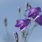 wenn erst die glockenblumen...