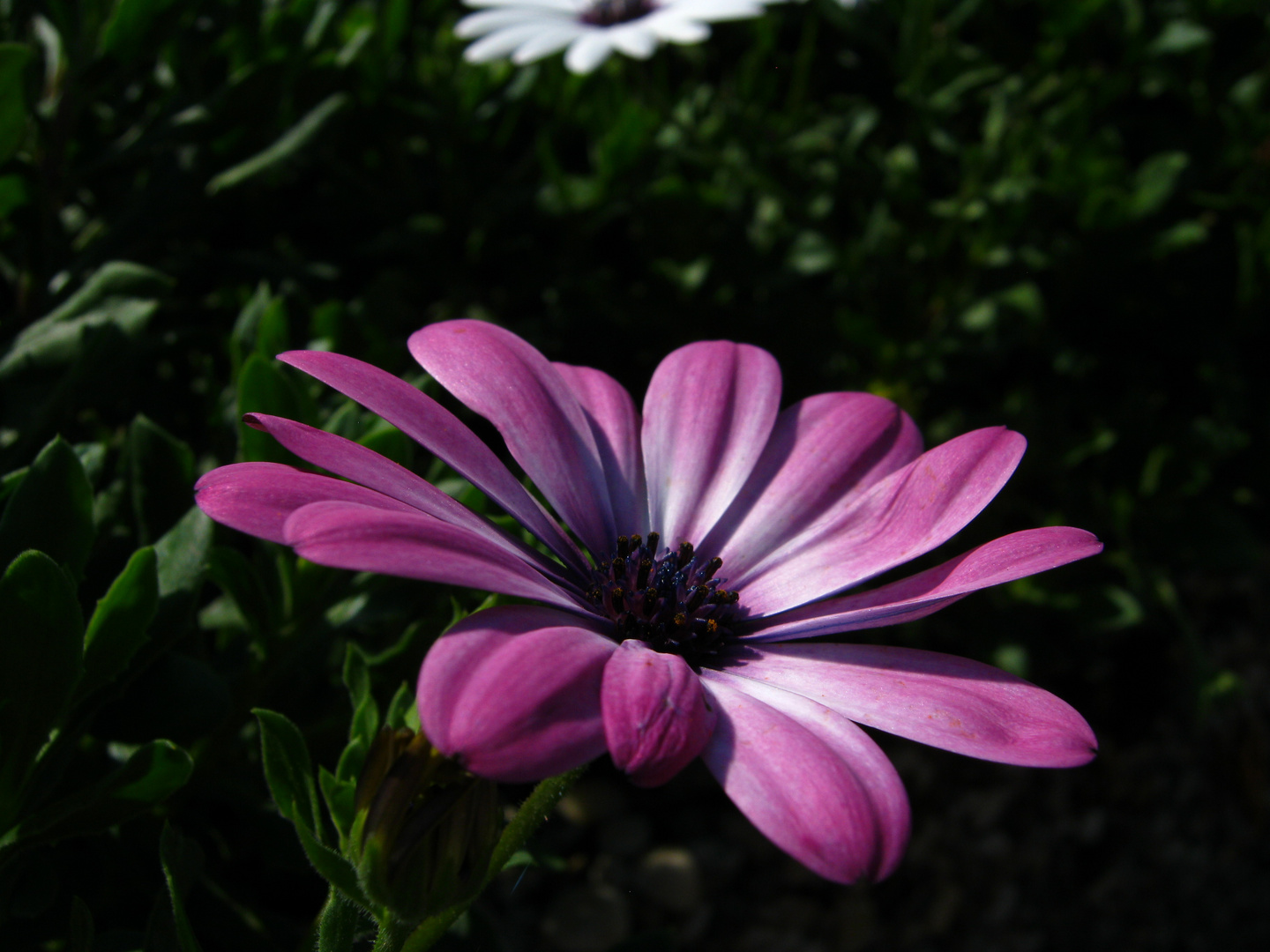 wenn es Blumen nicht gäbe..