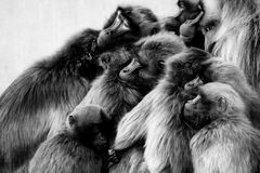 ... wenn es dann kühler wird ... KUSCHELROCK