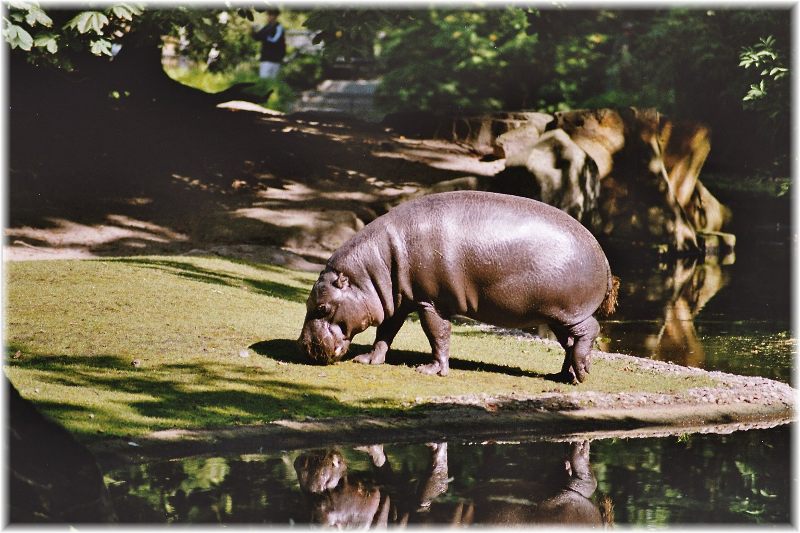 Wenn es dem Hippo zu wohl ist, geht er an Land