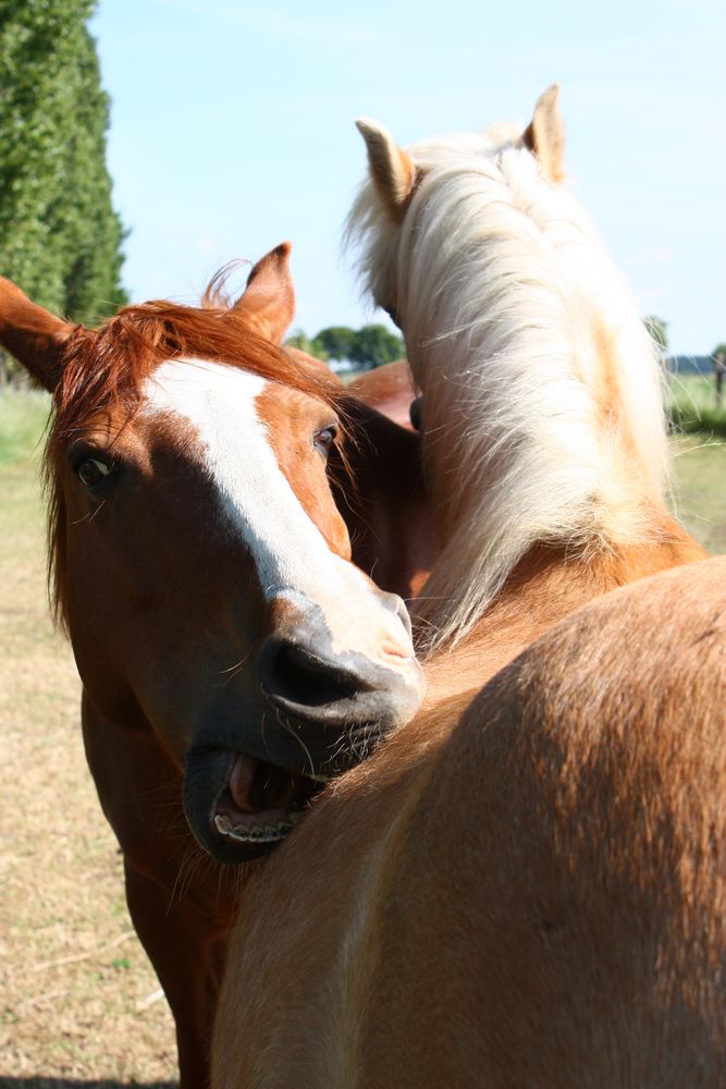 wenn es doch juckt