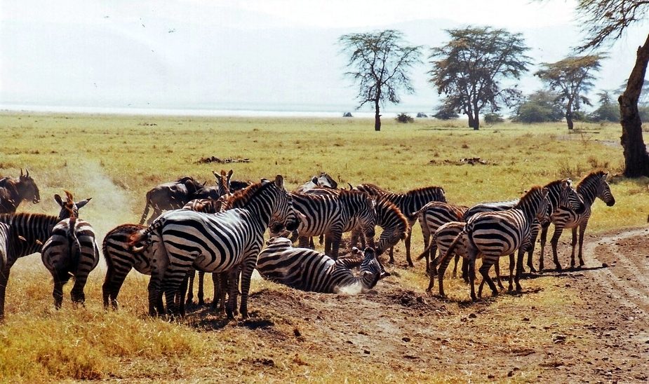 Wenn es einem Zebra zu wohl wird...