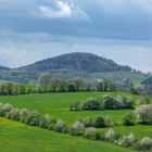 Wenn es Frühling am Geisingberg wird