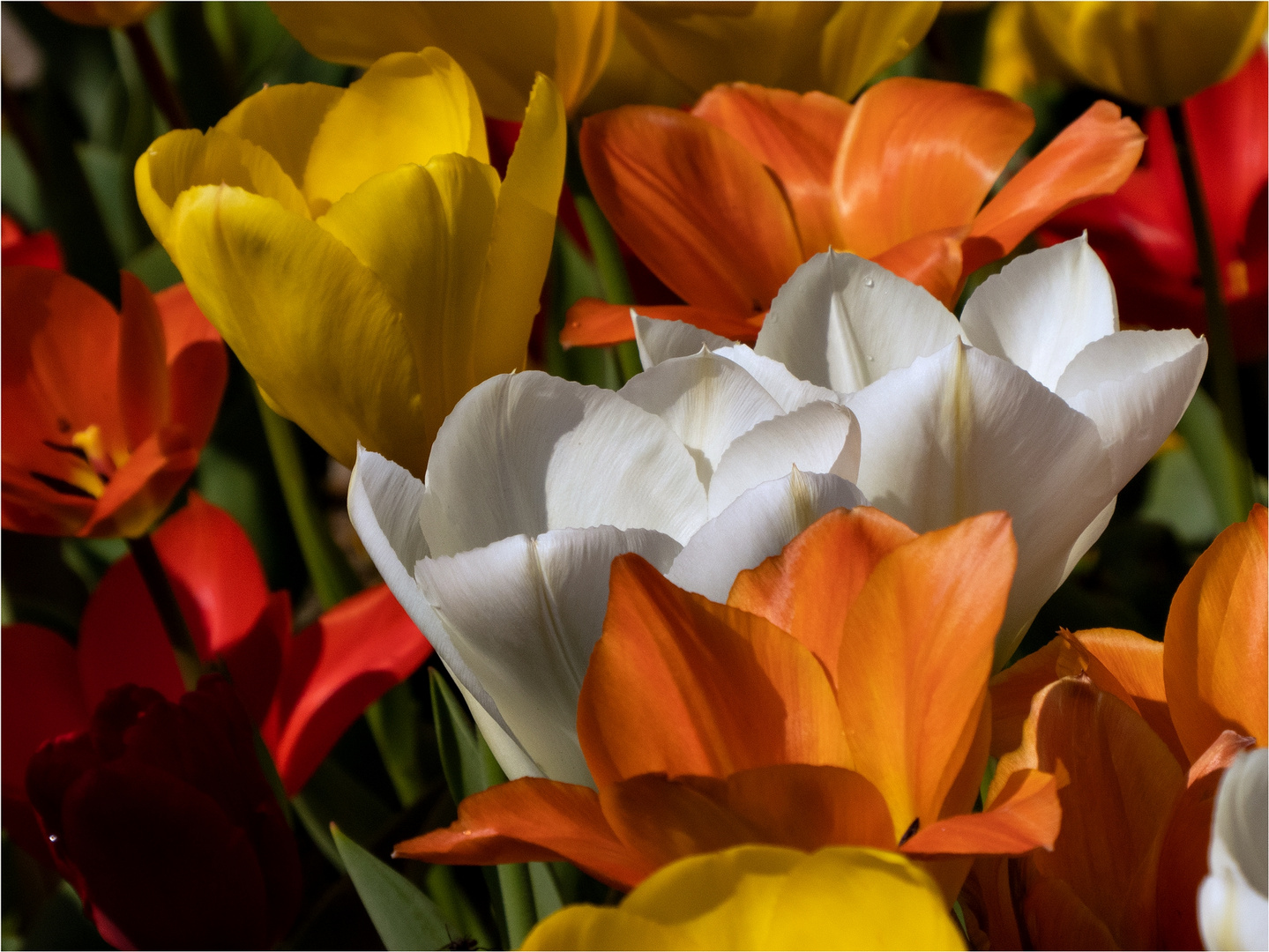 Wenn es Frühling wird ...