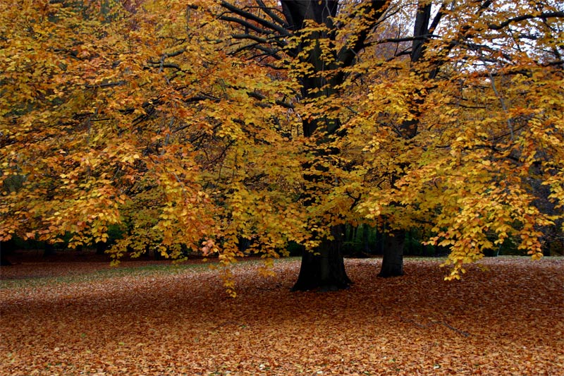 wenn es Herbst wird