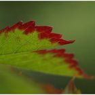 Wenn es Herbst wird