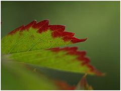 Wenn es Herbst wird