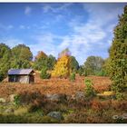 Wenn es Herbst wird in der Heide