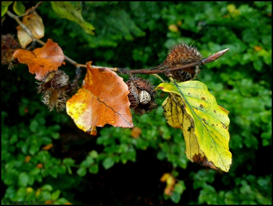 Wenn es im Herbst regnet...