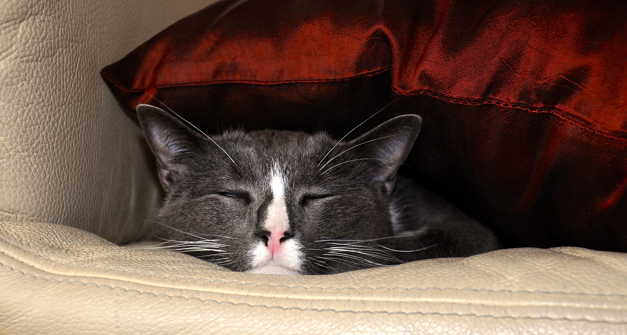 Wenn es keine Decke gibt nehme ich eben das Kissen.........miau