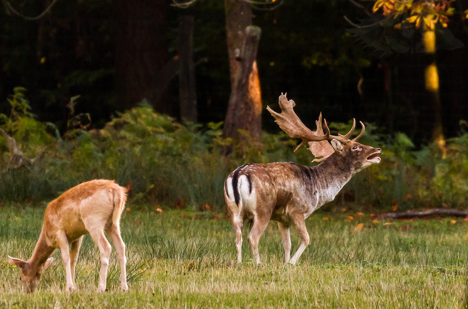 wenn es laut wird im Wald