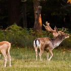 wenn es laut wird im Wald