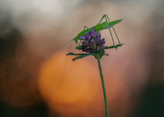 Wenn es Nacht wird...