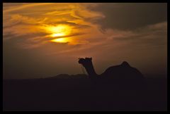 wenn es Nacht wird in Pushkar