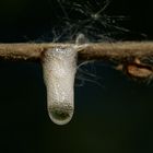 Wenn es ohne Regen unter der Weide tropft...