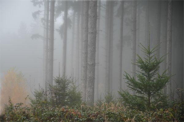 wenn es still ist .....