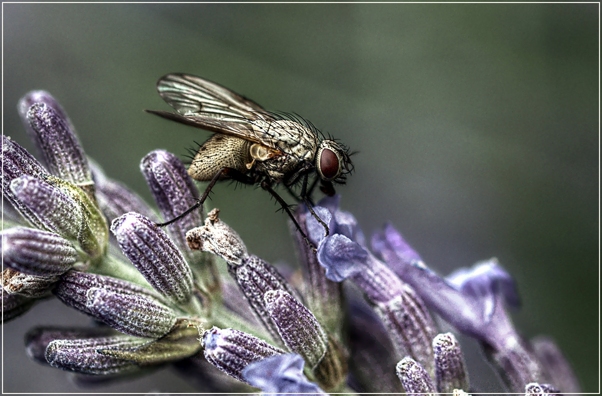 Wenn Fliegen fliegen, ...