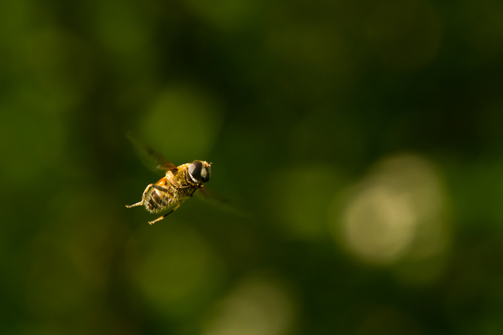 Wenn Fliegen fliegen