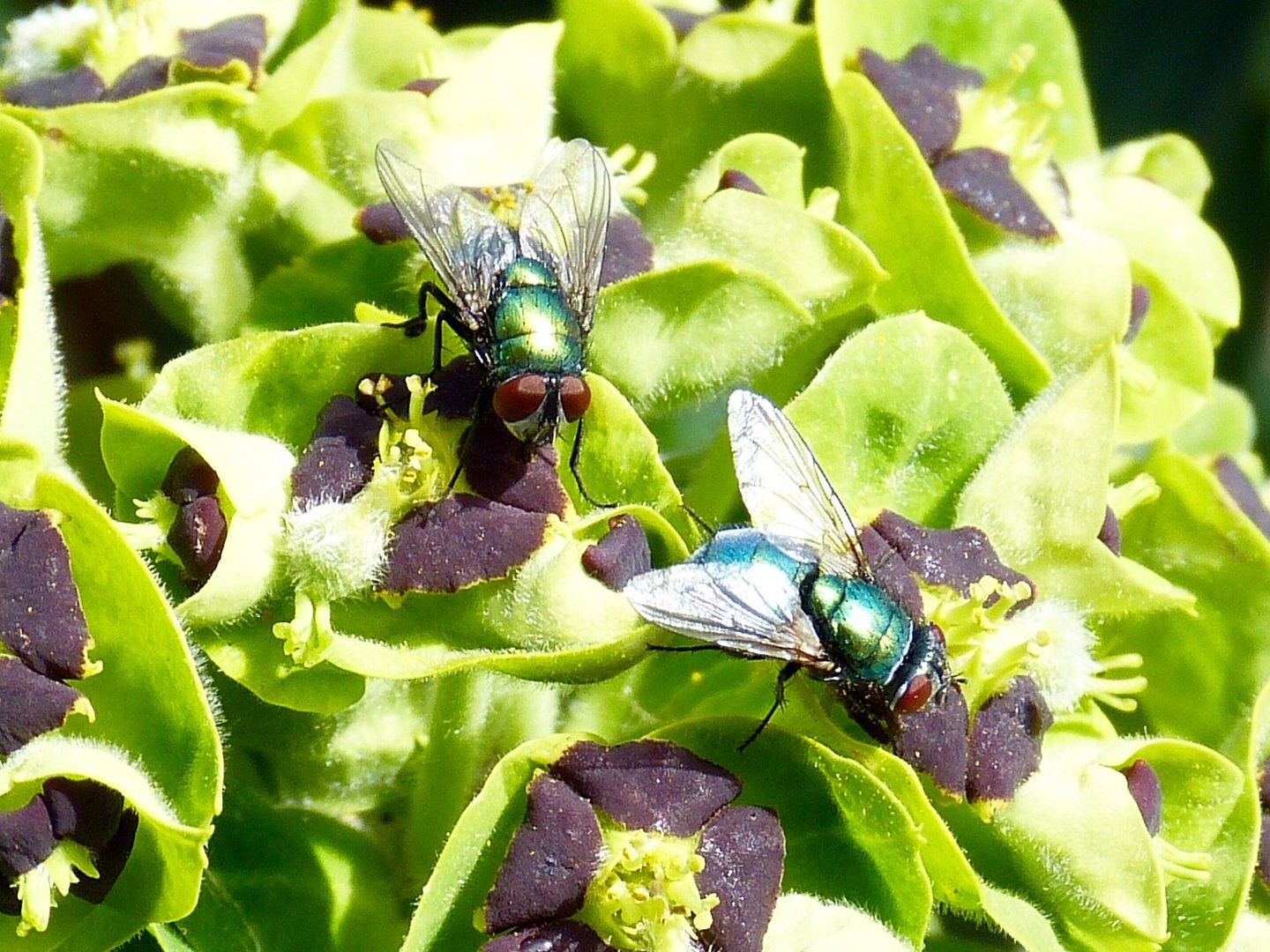 Wenn Fliegen fliegen, fliegen .....